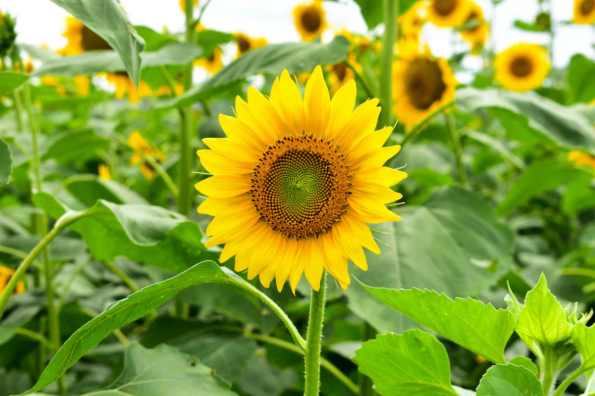 Sunflower Seeds For Planting - Bright Yellow Variety Flower