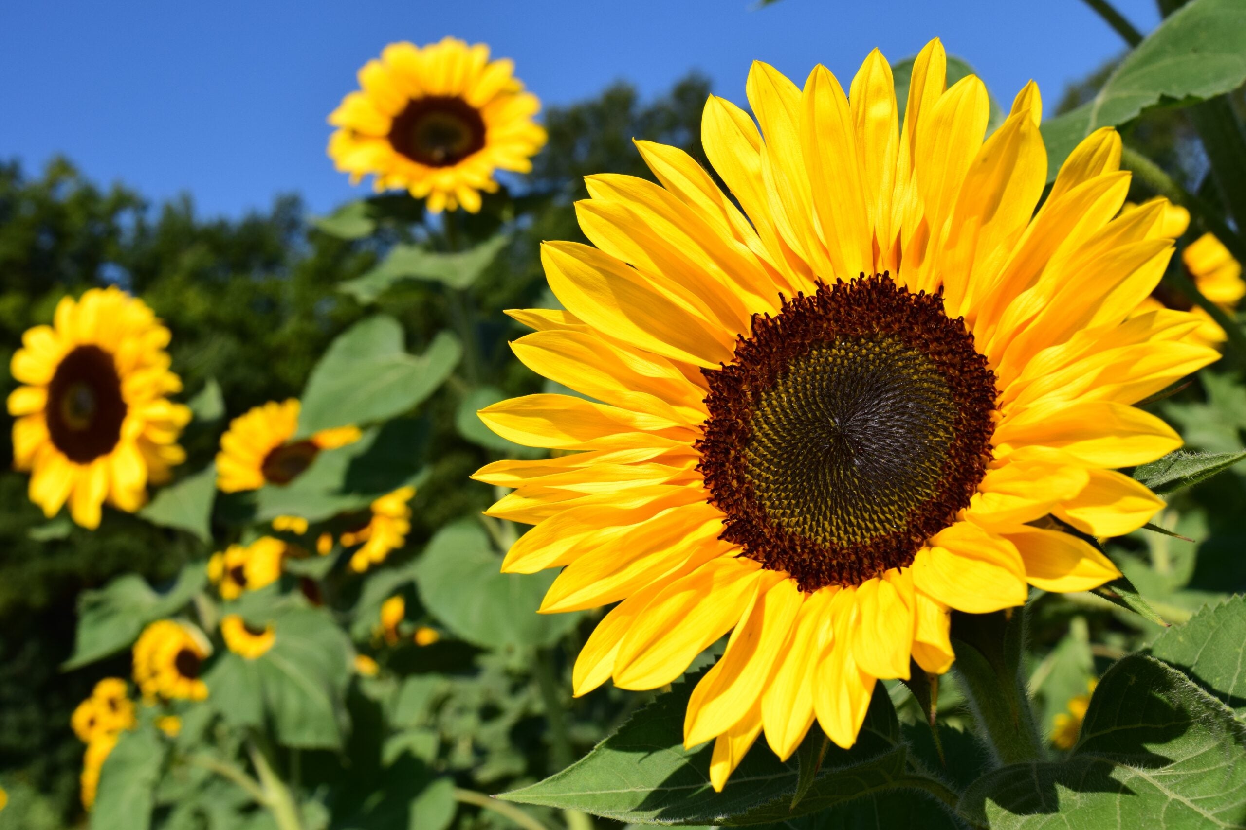 Heirloom Sunshine Flower seeds for Planting Cut Flower Favorite Heirloom & GMO Free Seeds for Home Garden
