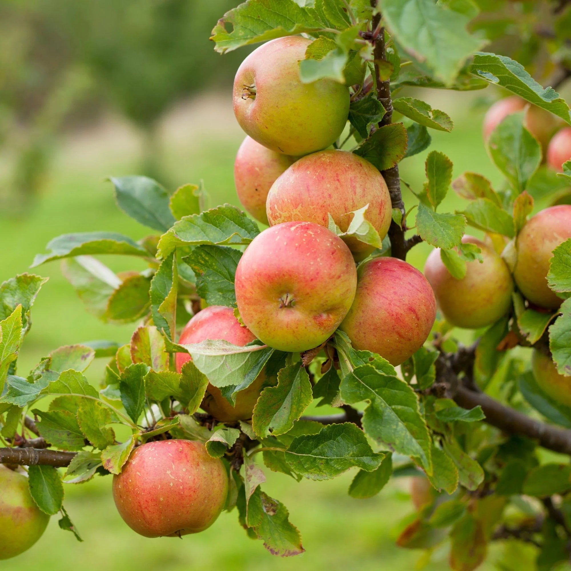 Apple Seeds for Planting - Grow Fresh Fruit