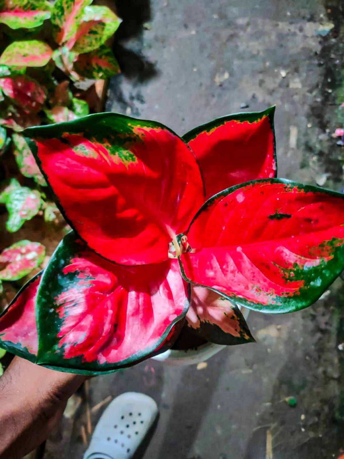 Aglaonema Flower seeds for Planting Cottage Garden Essential Heirloom & GMO Free Seeds for Home Garden