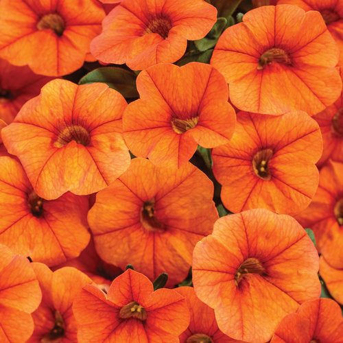 Orange Calibrachoa Flower seeds for Planting - Hardy Variety, Heirloom & GMO Free Seeds for Home Garden