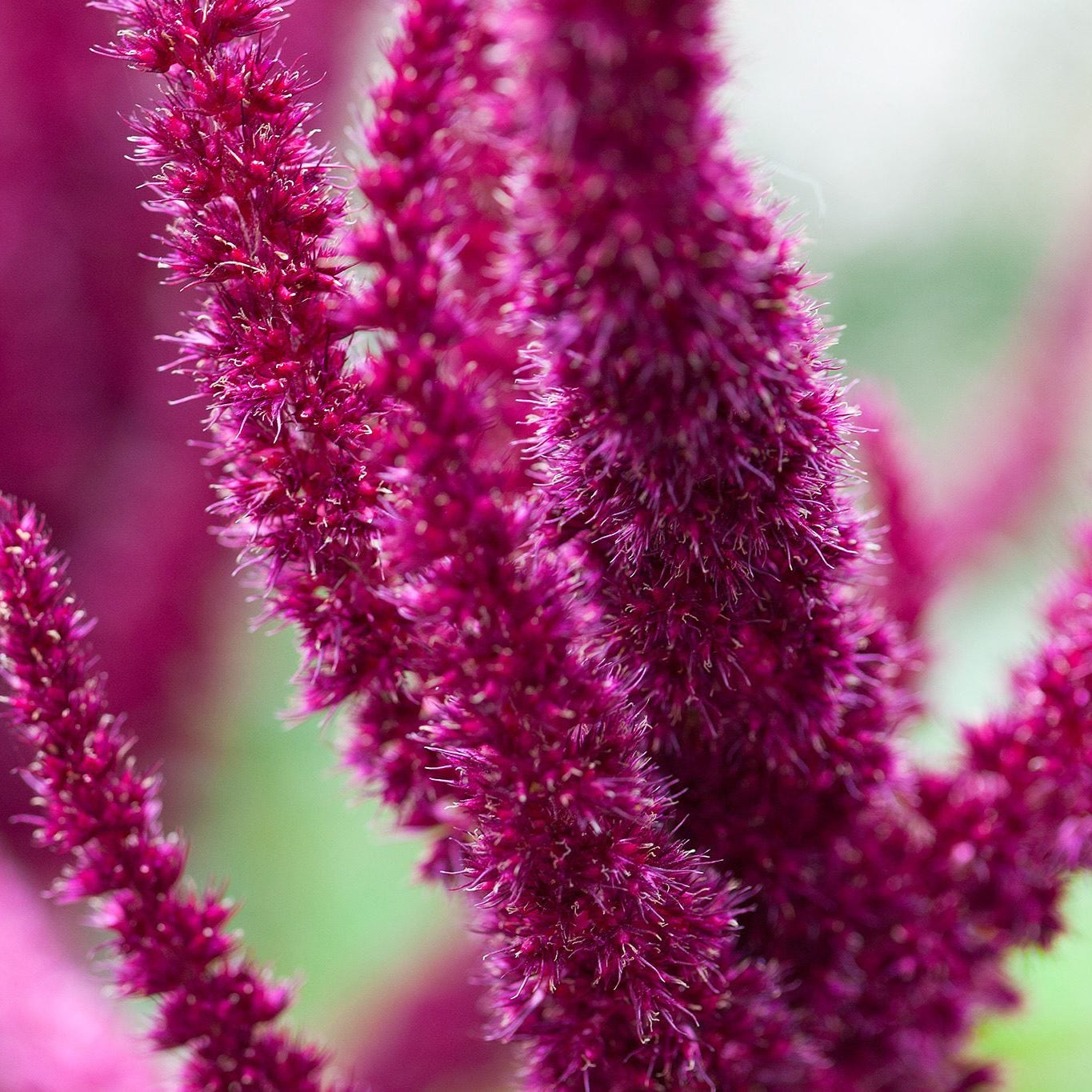 Heirloom Amaranthus Seeds – Non-GMO Flowering Superfood for Home Gardens