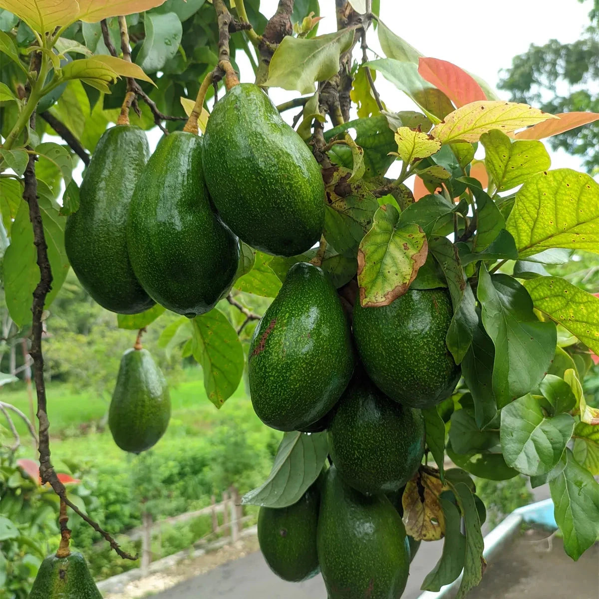 Organic Avocado Plant Seeds – Tropical Fruit Tree for Balcony Gardens