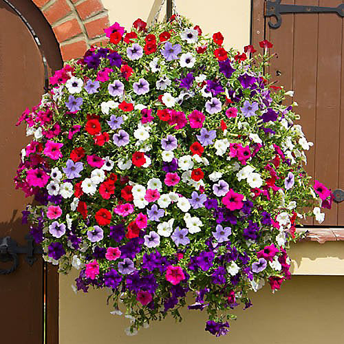 Surfinia Flower seeds for Planting - Fragrant Blossoms, Heirloom & GMO Free Seeds for Home Garden