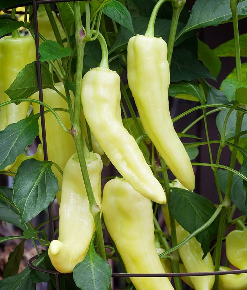 Healthy Sweet Banana Pepper seedlings ready for transplanting
