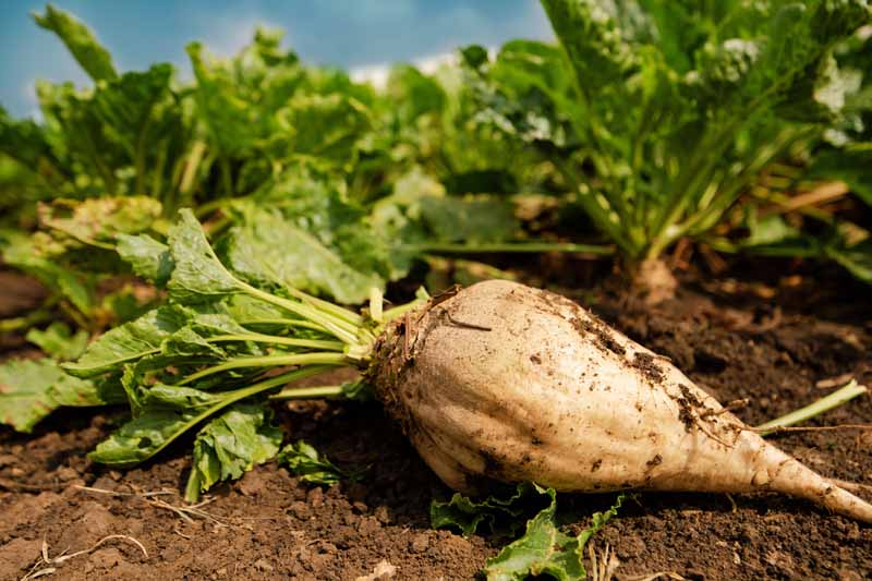 Sweet Cream Beet vegetable seeds for planting