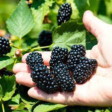 Step-by-Step Guide for Planting Sweet Harvest Berry Seeds in Your Garden