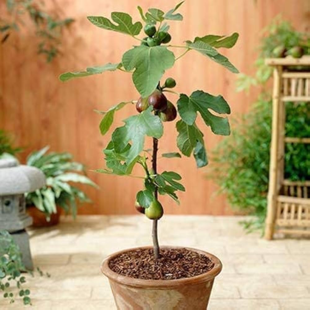 Sweet golden honey fig fruit grown from seeds