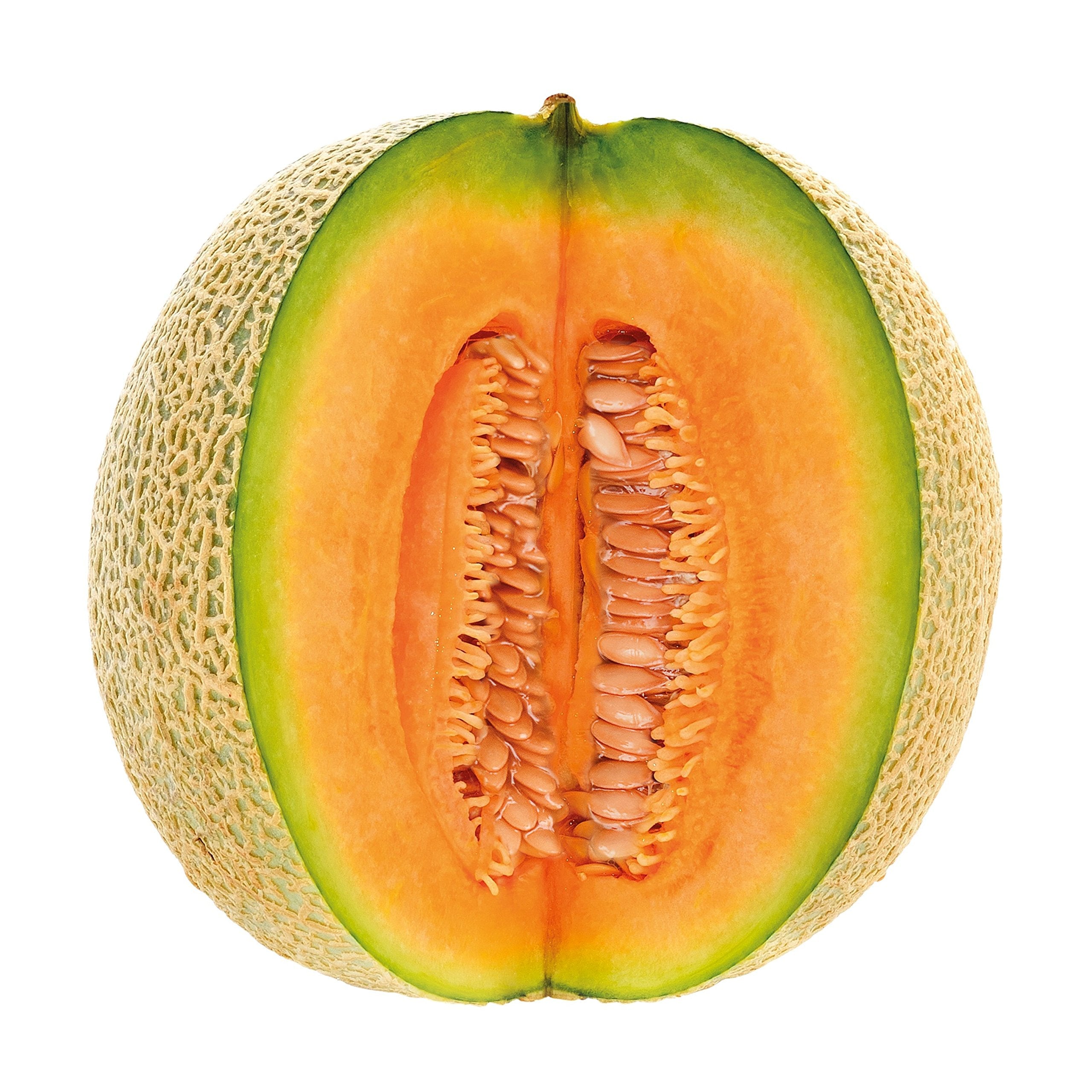 Sweet melon plants growing in a warm garden