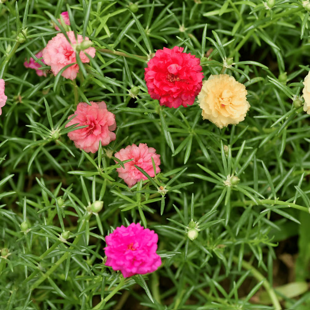 Mixed Color Moss Rose Flower seeds for Planting - Fragrant Blossoms, Heirloom & GMO Free Seeds for Home Garden