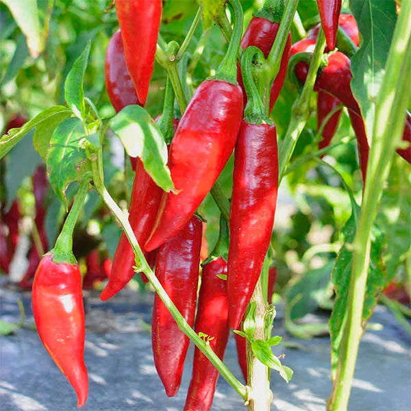 Kalocsa Red Vegetable Seeds for Planting