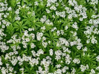 Galium Flower seeds for Planting - Sun Loving, Heirloom & GMO Free Seeds for Home Garden