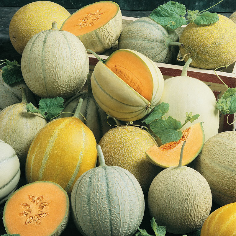 Yellow Galia Melon Seeds for Planting