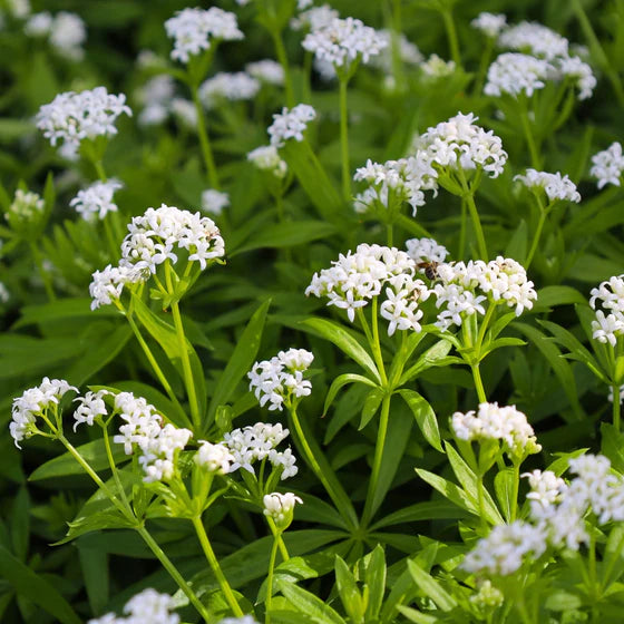 Pink Woodruff Flower seeds for Planting Compact Growth Heirloom & GMO Free Seeds for Home Garden