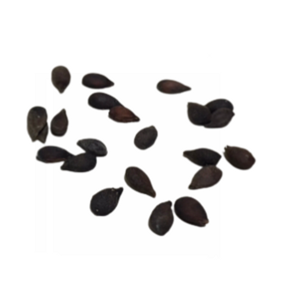 Pear Tree Seeds – Organic Variety for Terrace and Home Orchard Growing