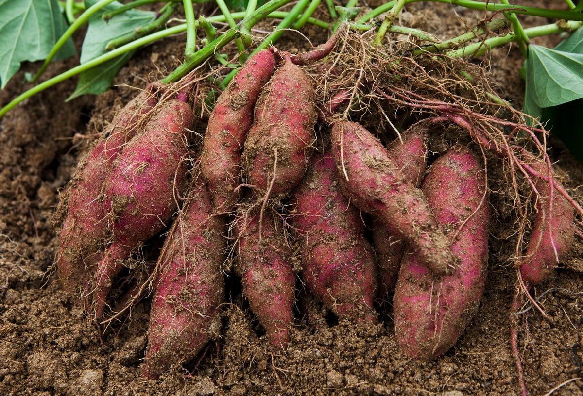Sweet Potato Seeds - Orange & Yellow Varieties, Premium Seeds seed packet for home gardening