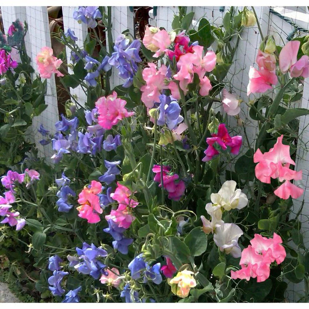 Bijou Flower seeds for Planting - Garden Favorite, Heirloom & GMO Free Seeds for Home Garden