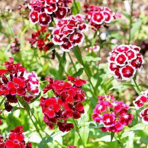 Mixed Barbatus Flower Seeds for Vibrant Planting