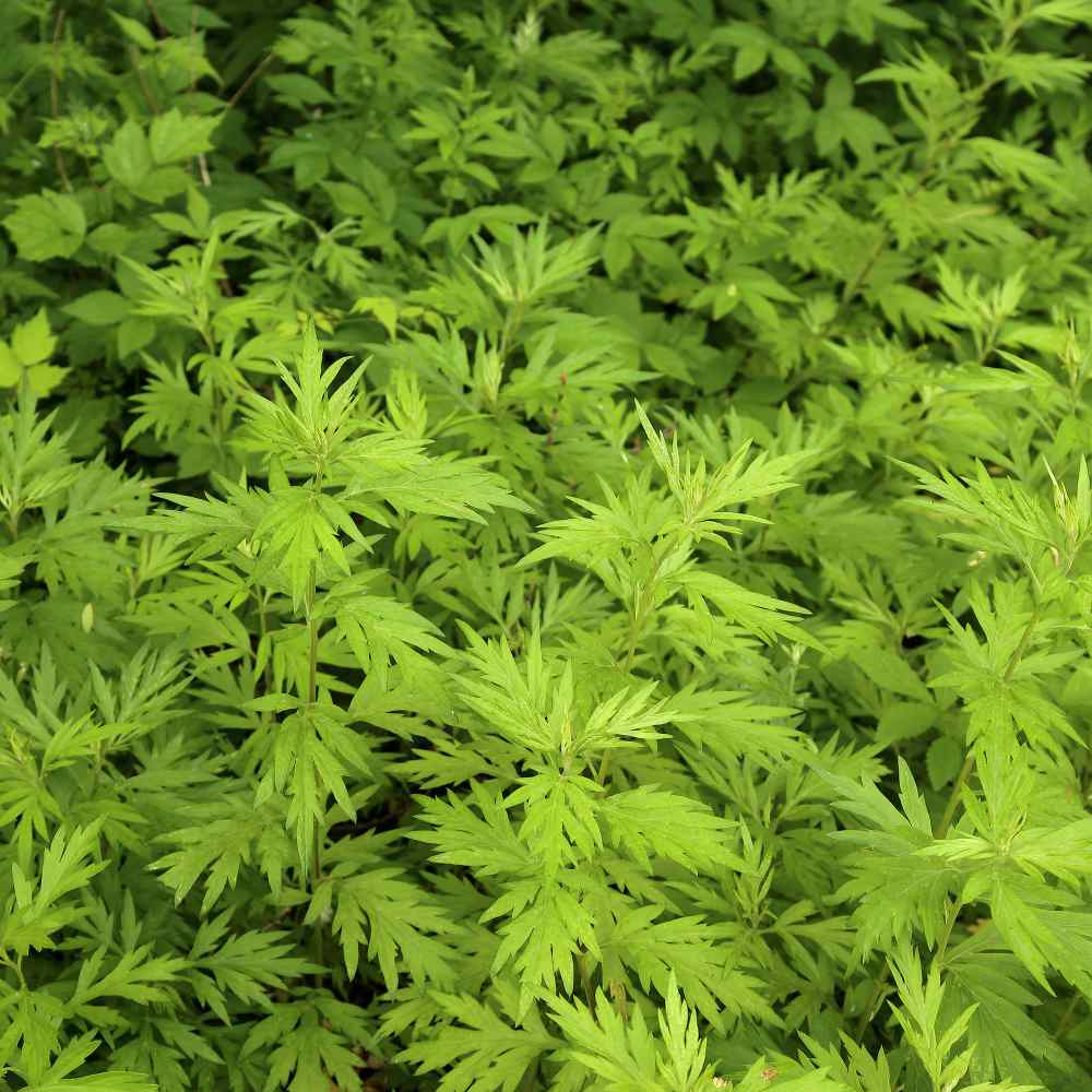 Premium Artemisia Argyi Seeds for Garden Planting