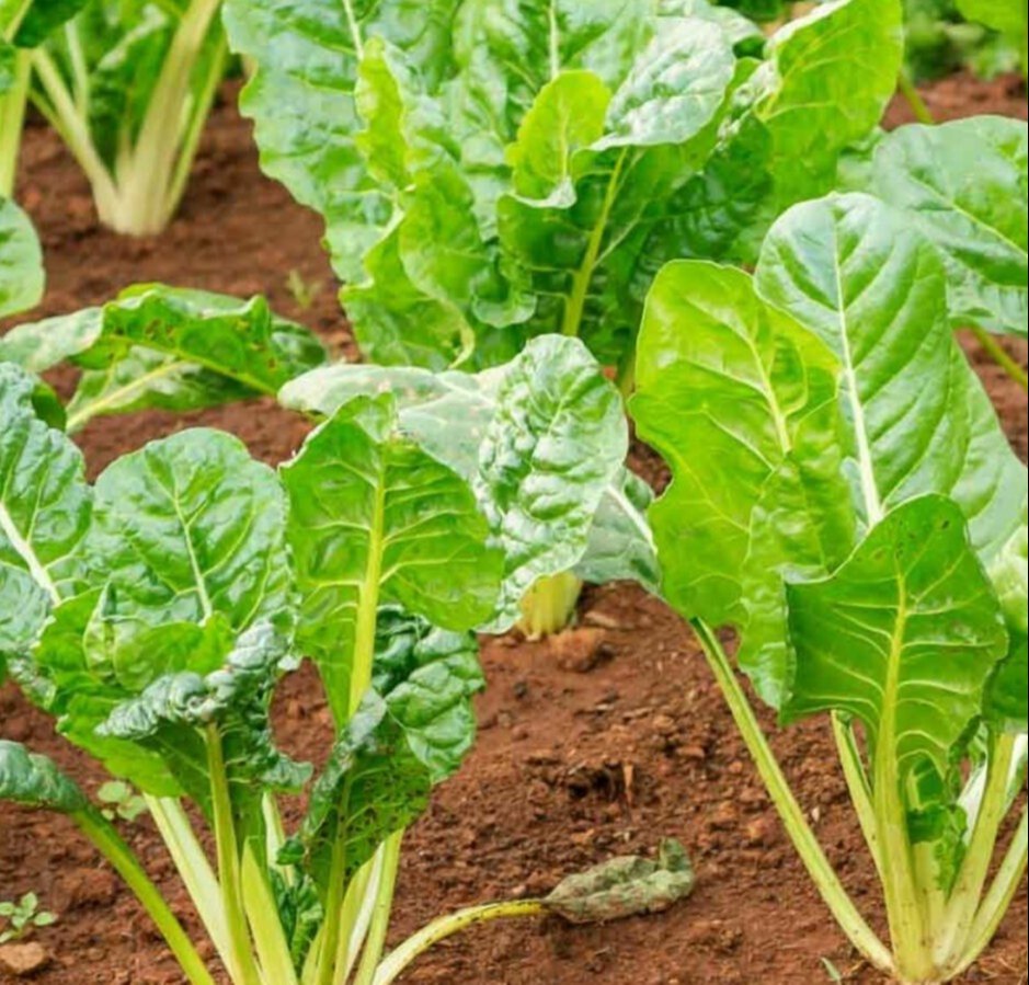Green Swiss Chard Seeds for Vegetable Planting