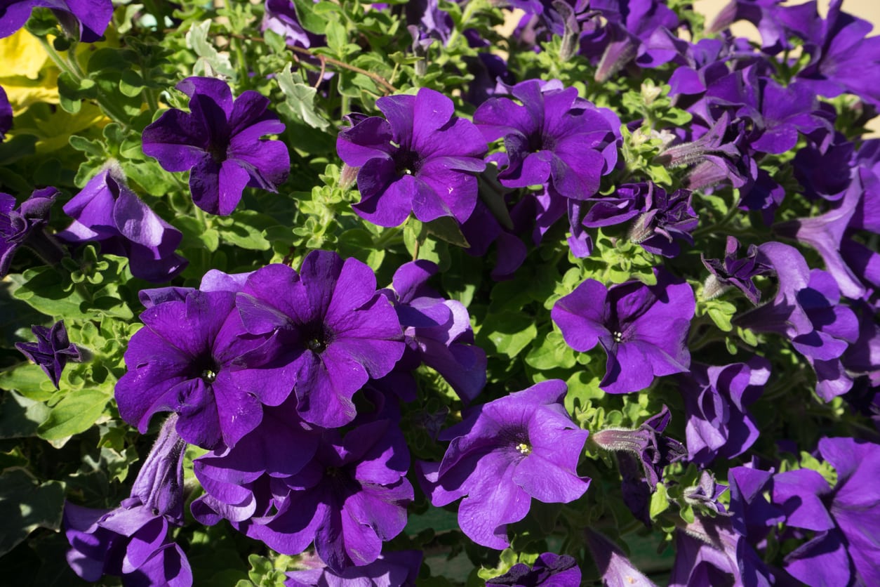 Purple Trailing Petunia Flower seeds for Planting - Seasonal Bloomer, Heirloom & GMO Free Seeds for Home Garden