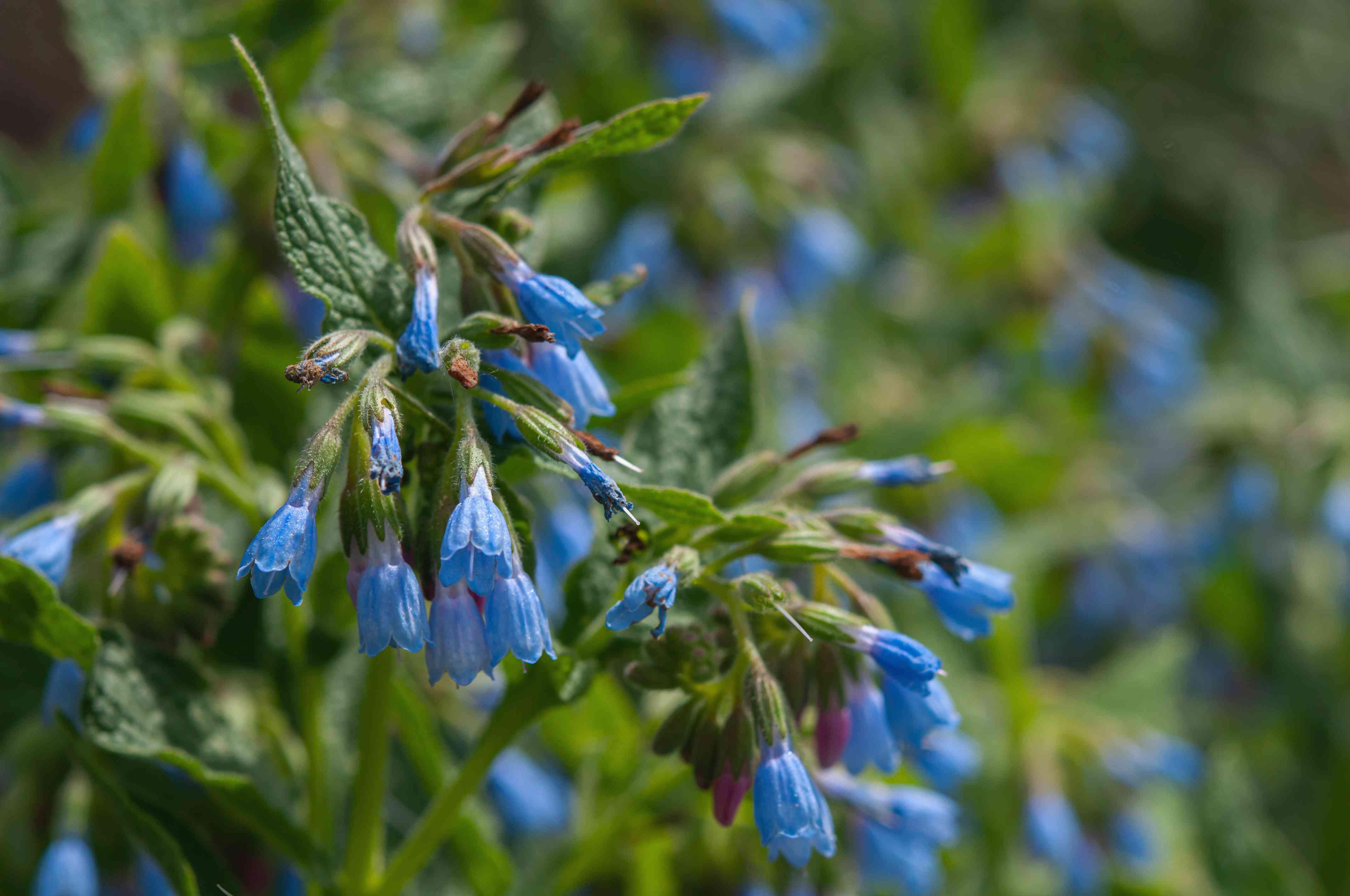 Symphytum Flower Seeds for planting