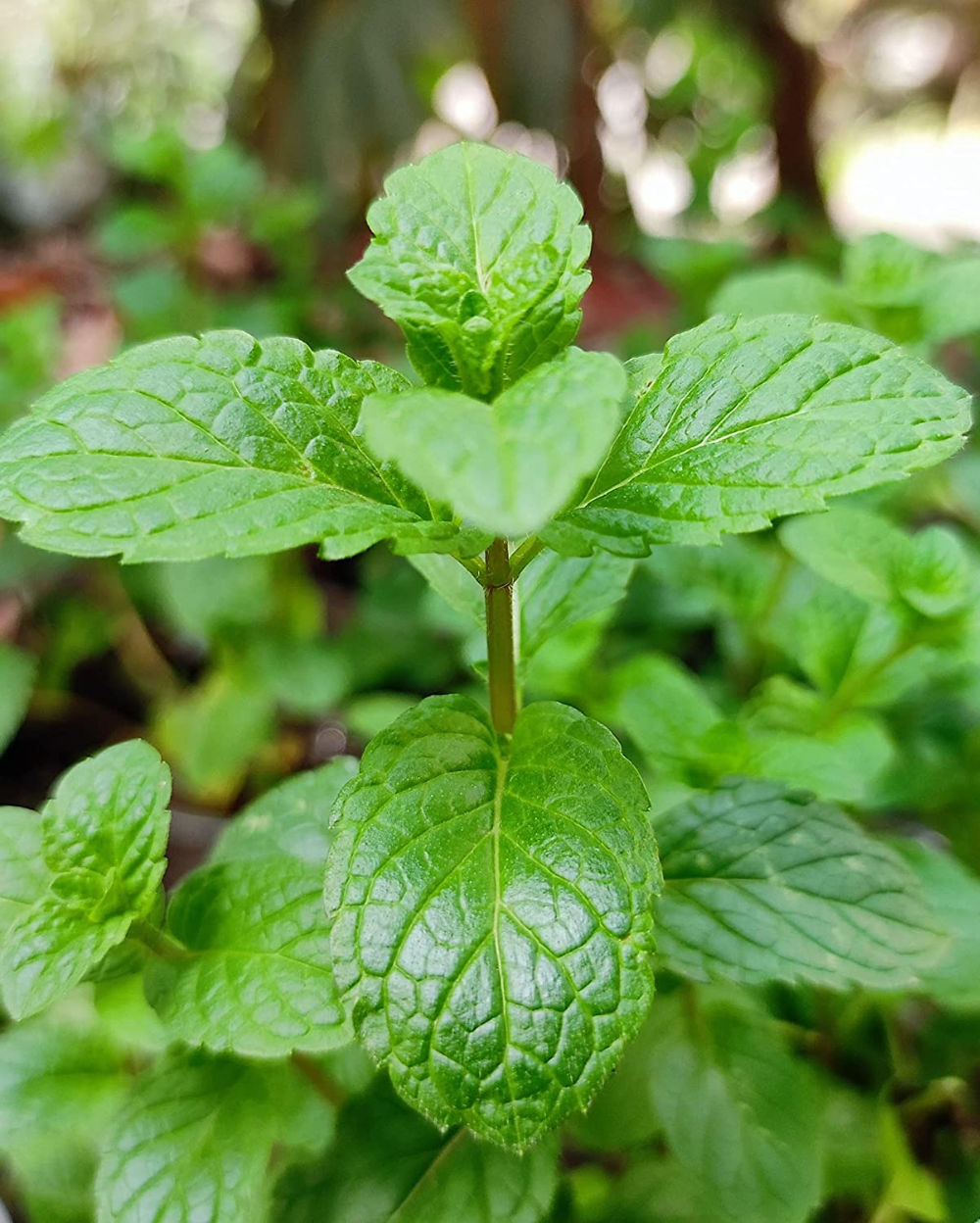 Green Water Mint Seeds for Planting  Perennial Water Garden Herb