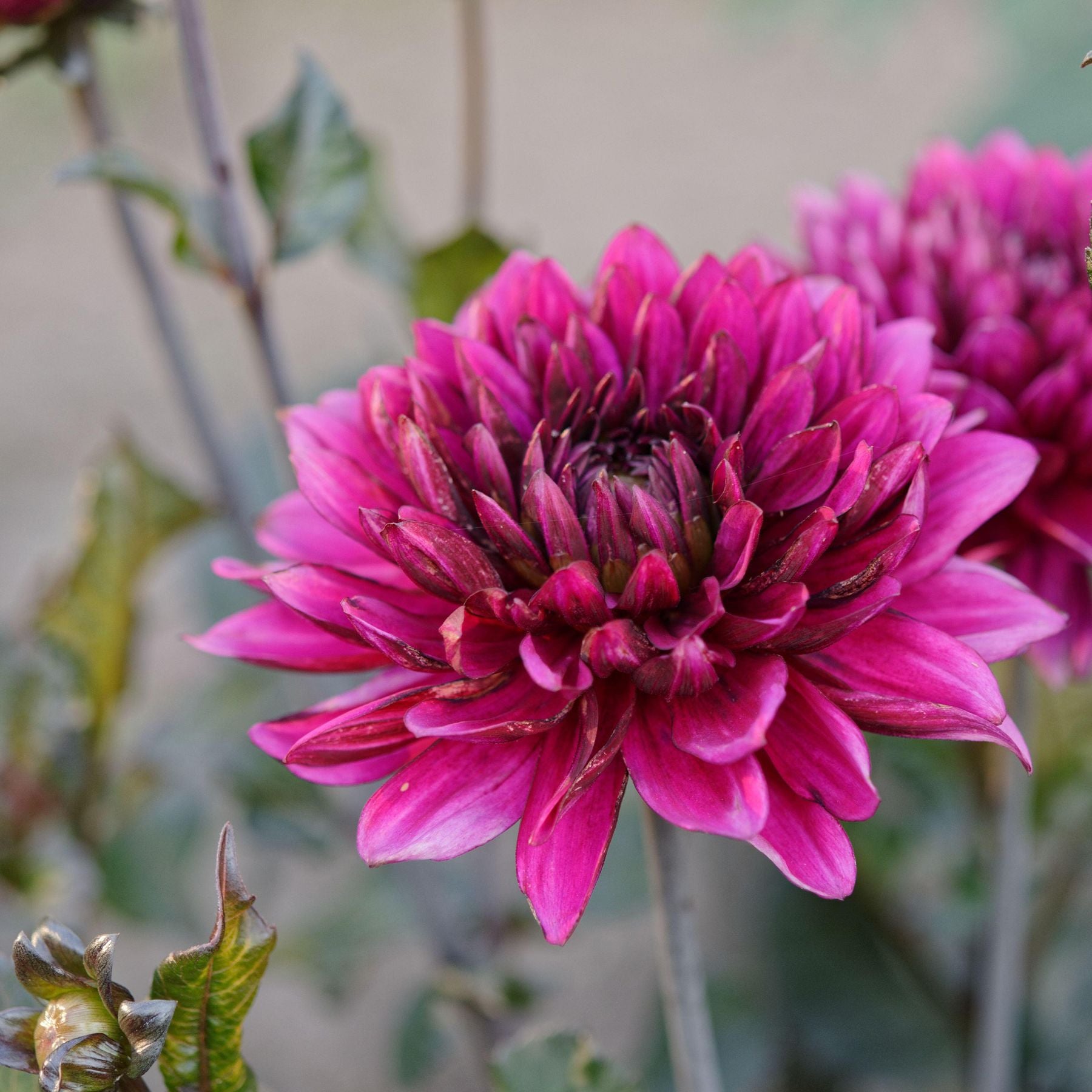 Rare Pink Chrysanthemum Bonsai Seeds for Planting - Evergrowseeds