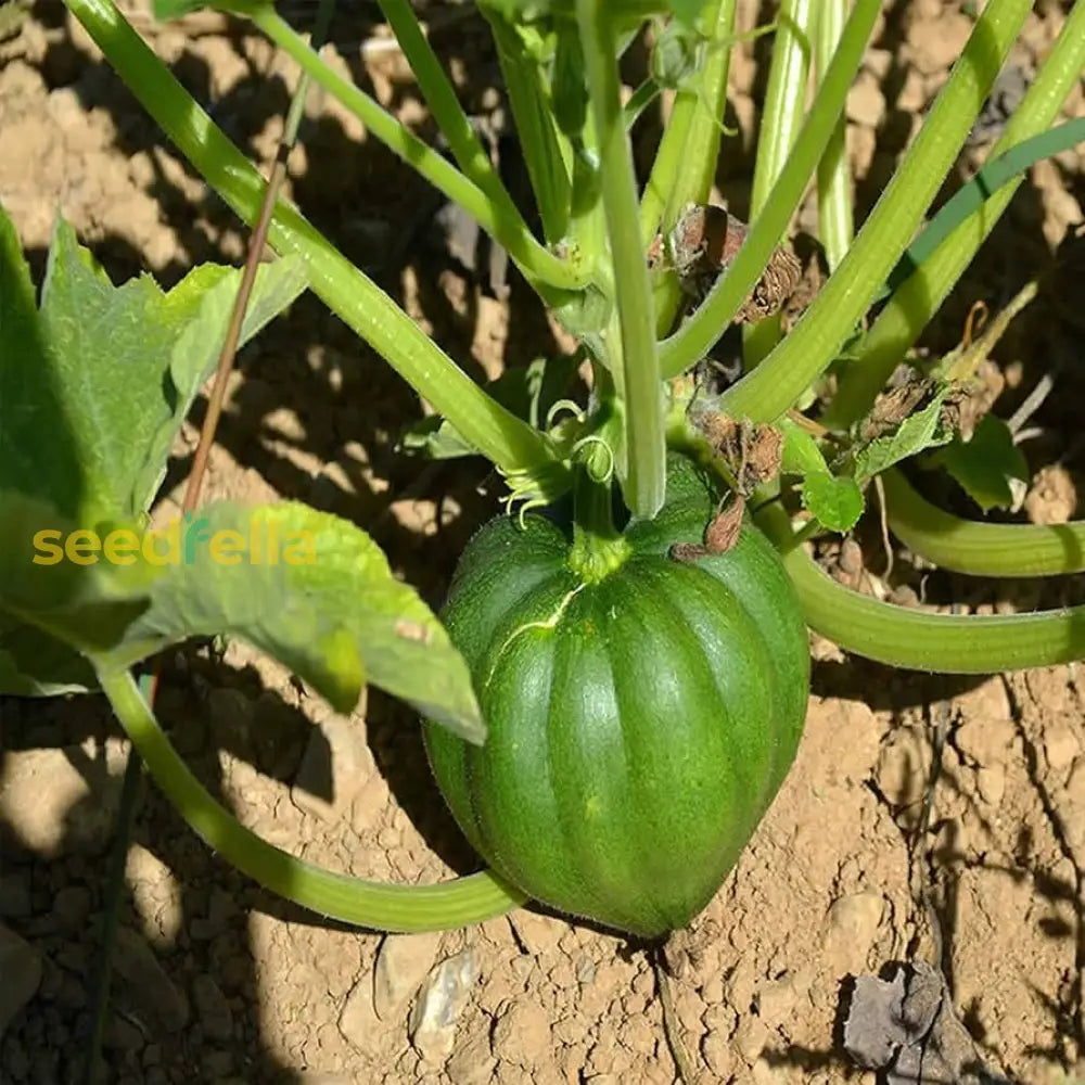 Table King Bush Acorn Squash Seeds – Compact High-Yield Variety