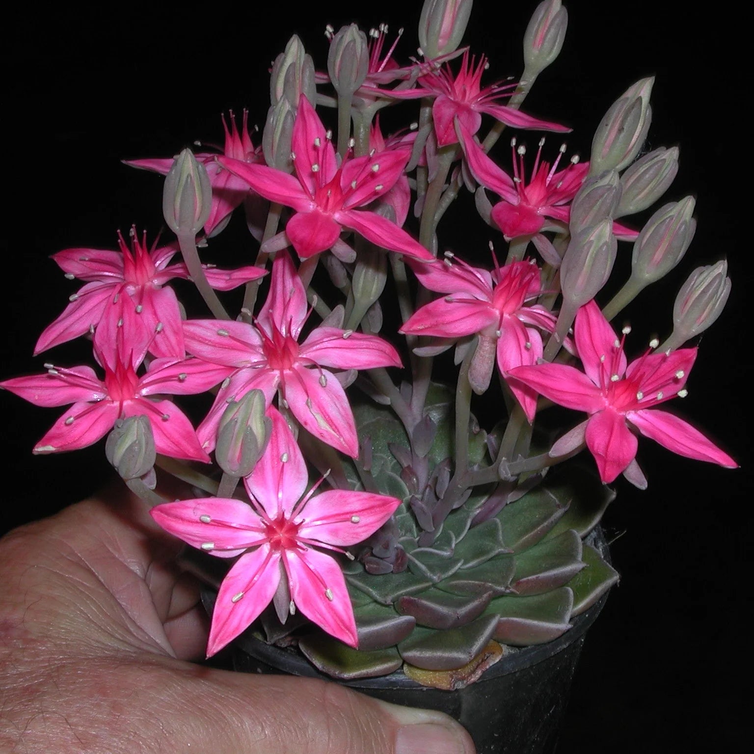 Graptopetalum Bellum Flower seeds for Planting - Drought Tolerant, Heirloom & GMO Free Seeds for Home Garden