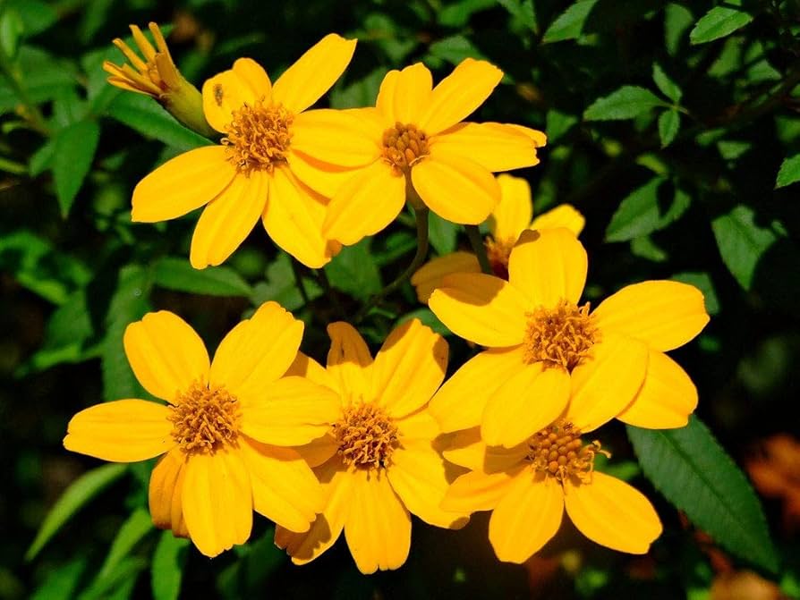 Tagetes Lemmonii Seeds for Planting – Non-GMO Yellow Flower Seeds