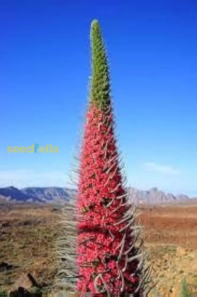 Tajinaste Gigante Plant Seeds For Planting  Seed Stunning Floral Displays And Vibrant Garden