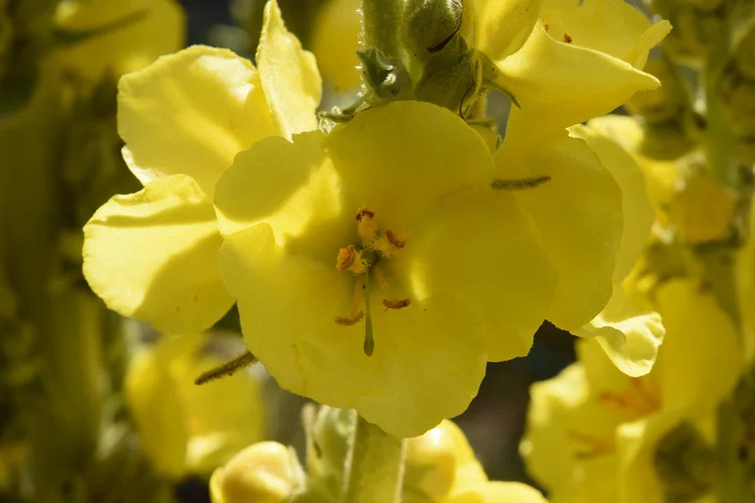 Verbascum Thapsus Seeds – Great Mullein Plant Seeds for Planting