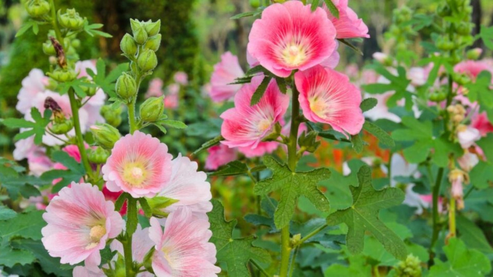 Garden Perennial Flower Seeds for Planting - Beautiful Year-Round Garden Blooms - Evergrowseeds