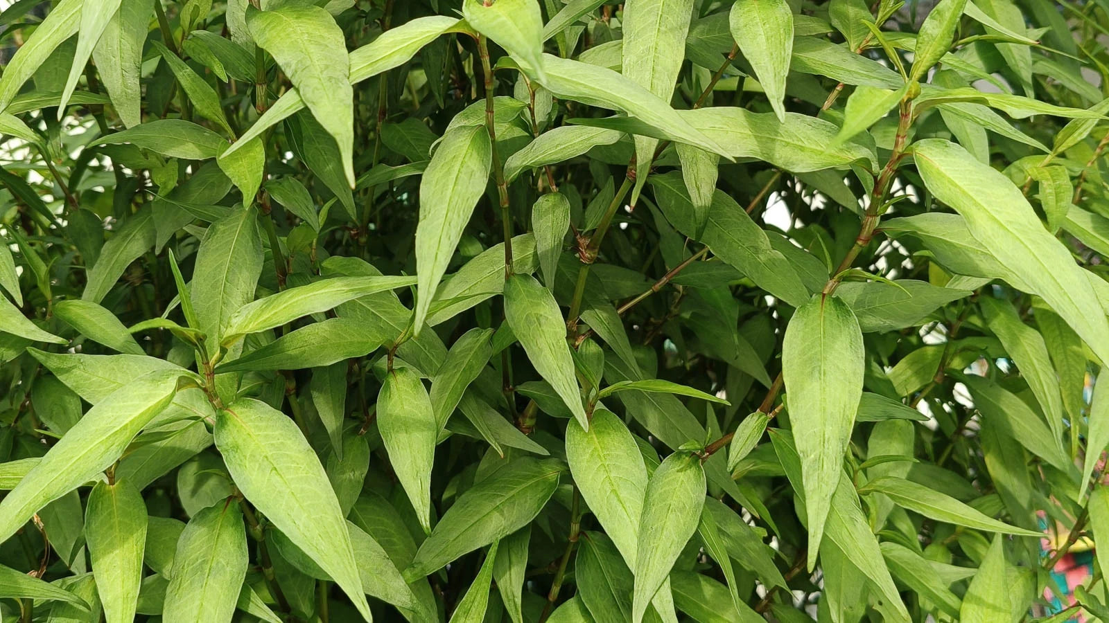 Vietnamese Coriander Plant: Aromatic Culinary Herb for Thriving Gardens and Flavorful Dishes