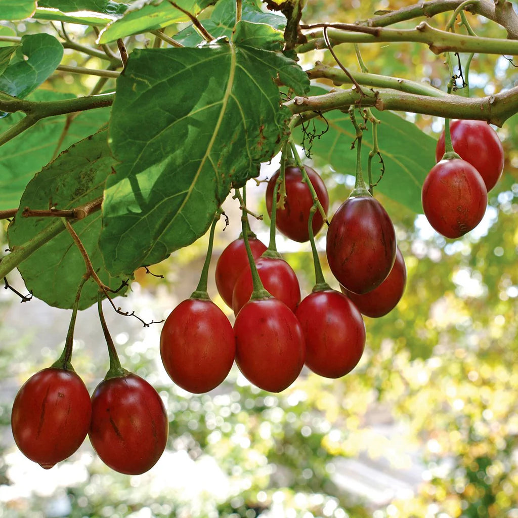 Tamarillo Planting Essentials for Your Garden - Seed for Planting for Delicious Harvests Heirloom Non-GMO Seeds