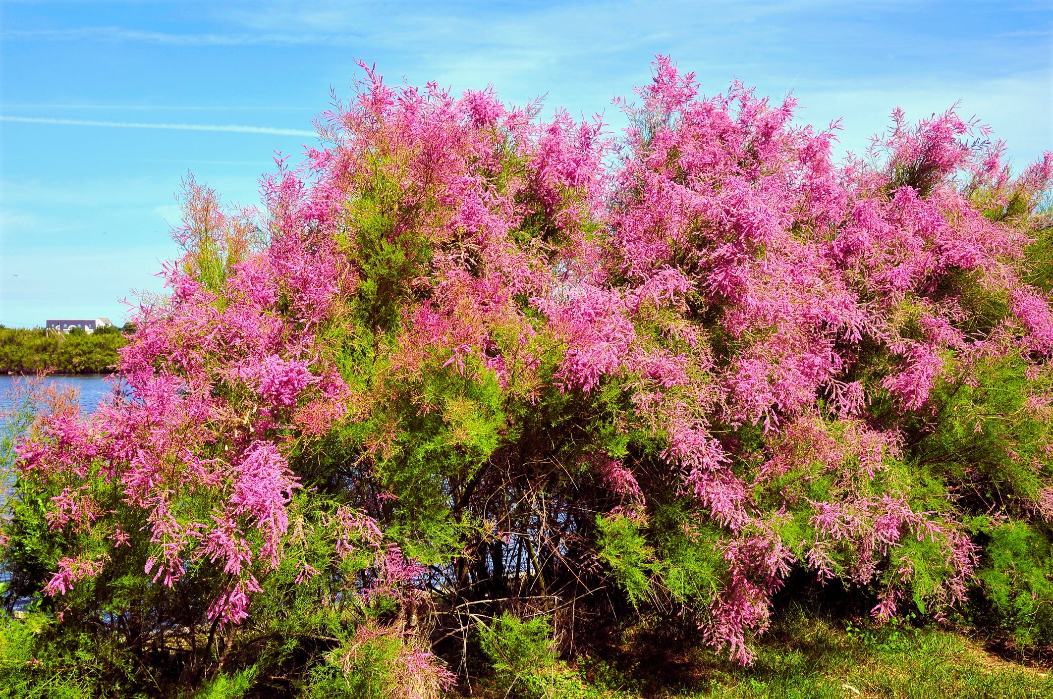 Tamarix flower seeds for soft pink garden blooms
