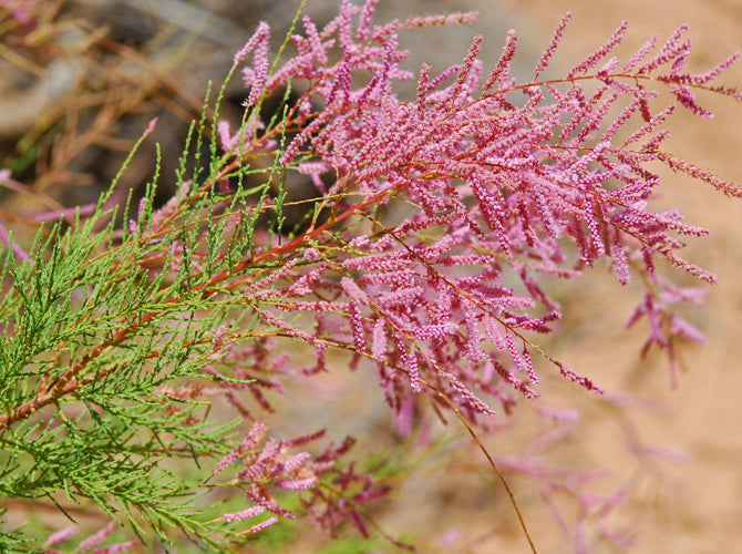 Tamarix seeds for home garden and landscape planting
