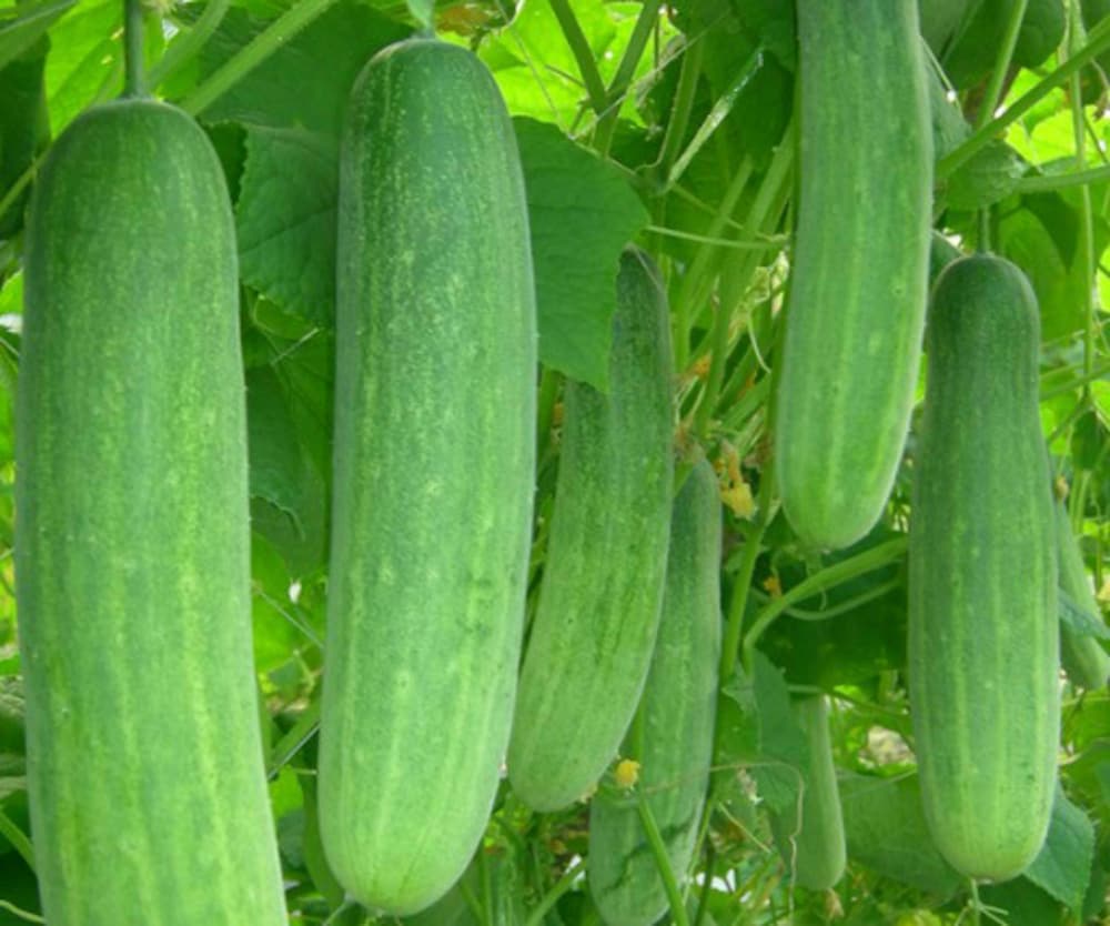 Cucumber Planting Seeds  Perfect for Home Gardening