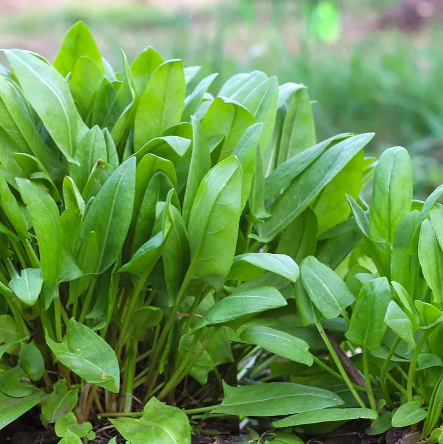 Organic Sorrel Plant Seeds – Lemon-Flavored Herb for Salads and Soups