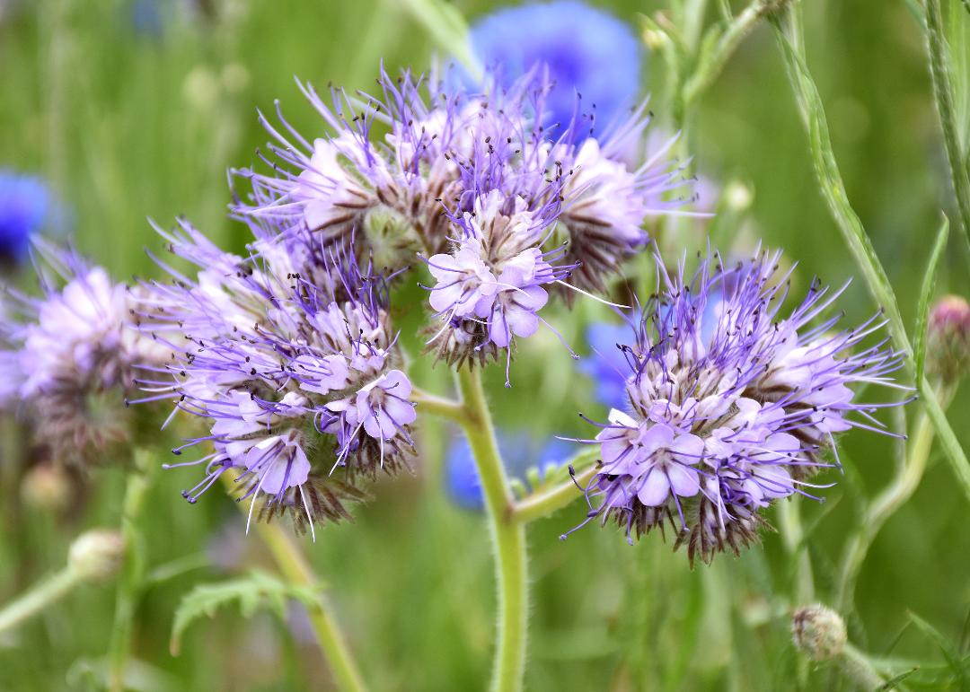 Purple Phacelia Tanacetifolia Flower seeds for Planting - Wildflower Mix, Heirloom & GMO Free Seeds for Home Garden
