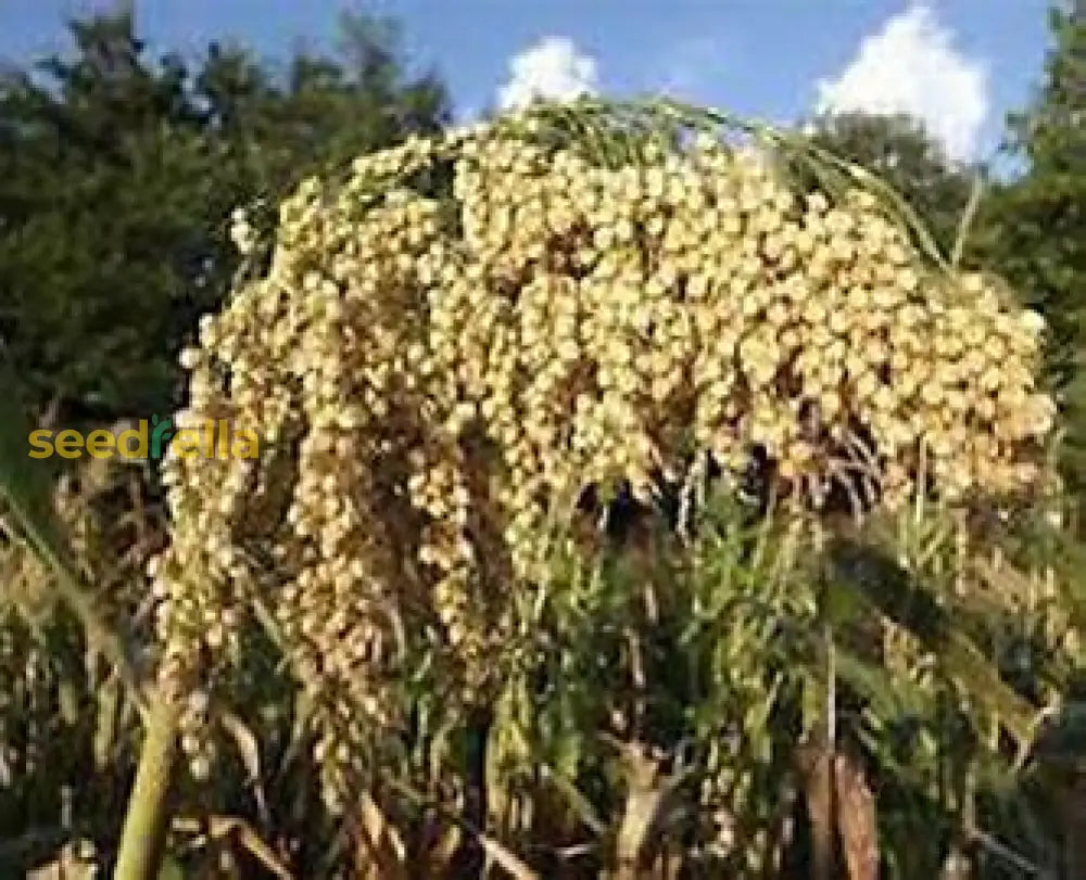 Tarahumara Sorghum Seeds For Planting Plant Seeds