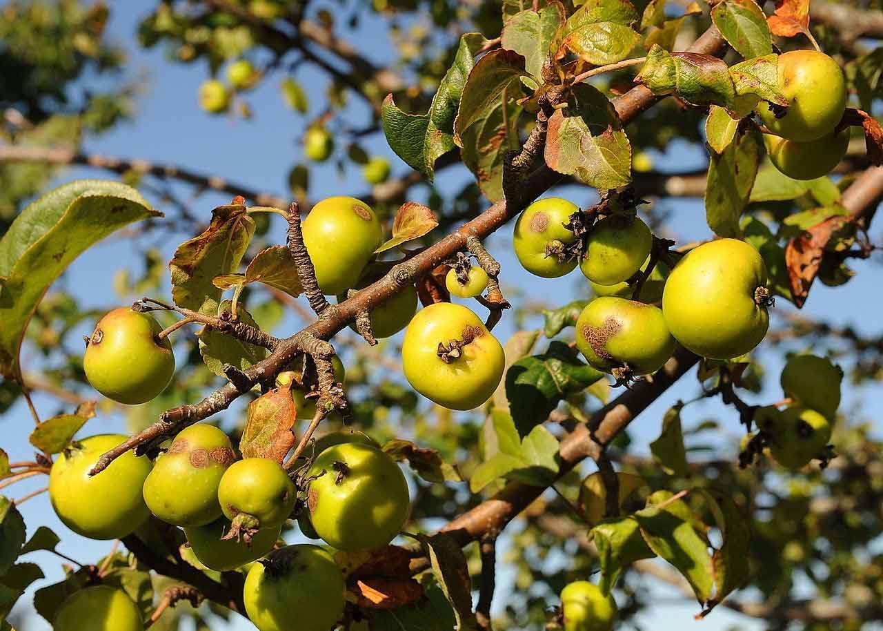 Tart crab apple seeds for planting hardy fruit trees