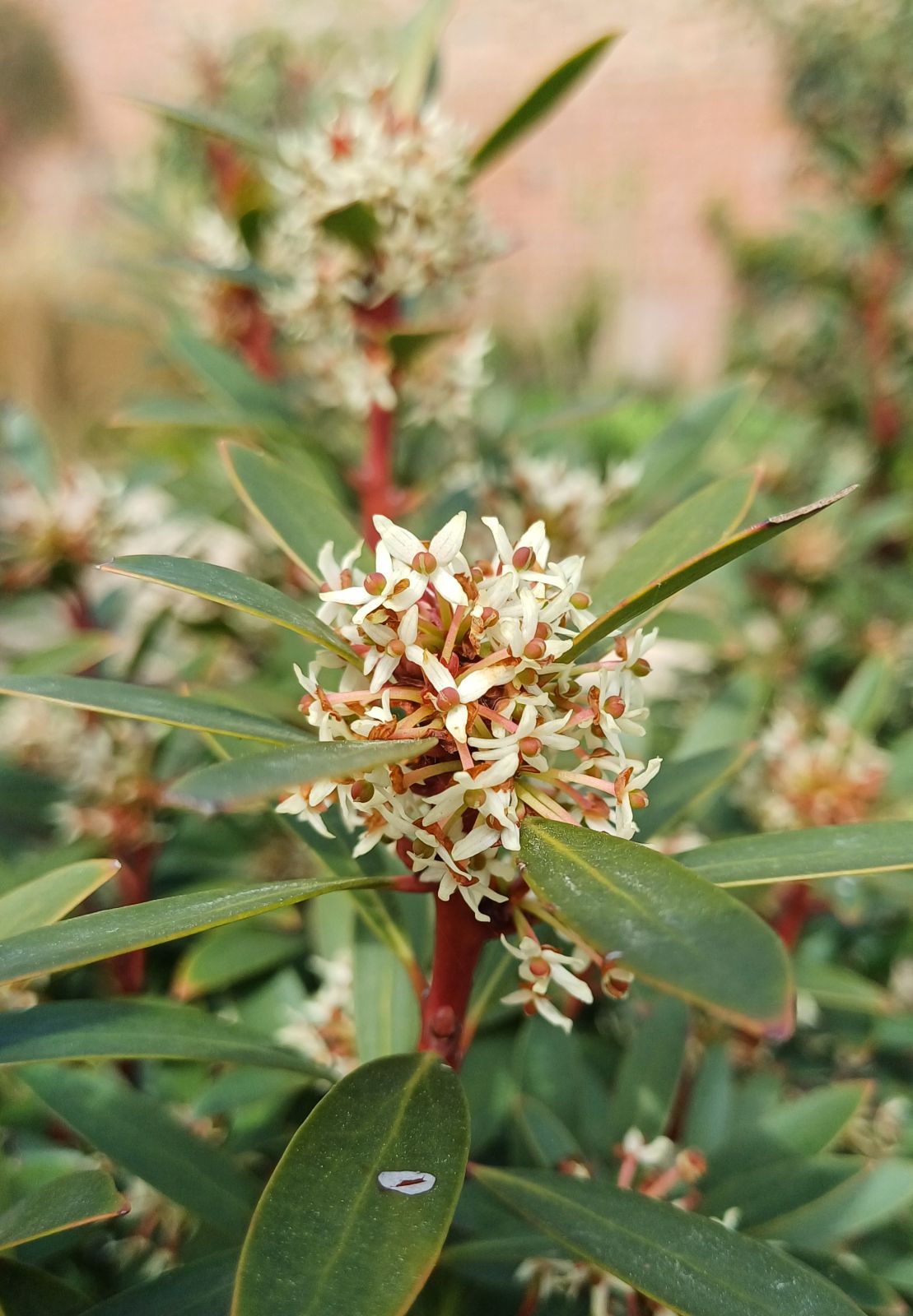Drimy's Lanceolata Flower seeds for Planting - Easy to Grow, Heirloom & GMO Free Seeds for Home Garden