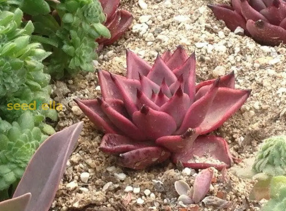 Taurus Echeveria Planting Seeds  Seed For Easy Growth And Stunning Succulent Displays Perfect