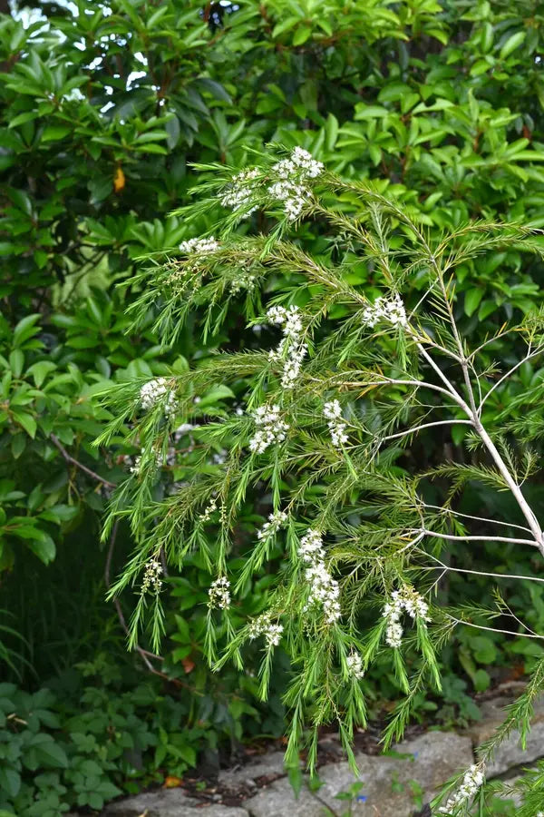 Fresh Alternifolia Flower seeds for Planting - Seasonal Bloomer, Heirloom & GMO Free Seeds for Home Garden