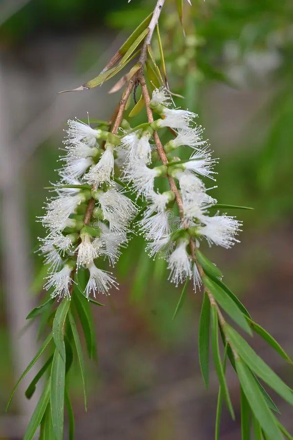 Fresh Alternifolia Flower seeds for Planting - Seasonal Bloomer, Heirloom & GMO Free Seeds for Home Garden