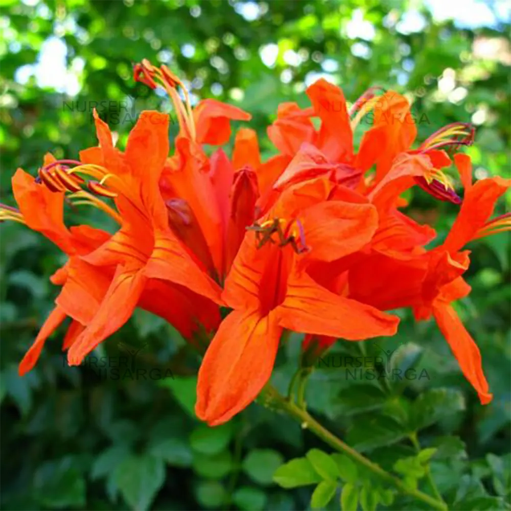 Red Cape Honeysuckle Flower seeds for Planting - Cut Flower Favorite, Heirloom & GMO Free Seeds for Home Garden
