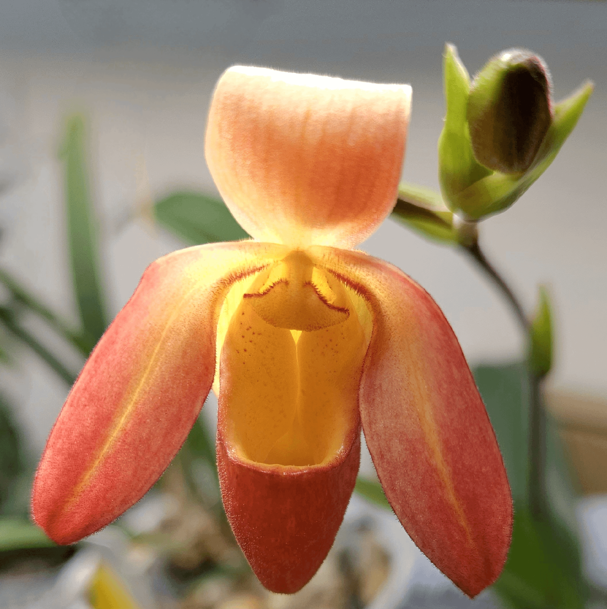 Close-up of orange paphiopedilum planting seeds seeds | Premium orange paphiopedilum planting seeds seed packet for planting | Young orange paphiopedilum planting seeds seedlings growing in containers | Healthy orange paphiopedilum planting seeds tree growing in home garden | Orange Paphiopedilum Planting Seeds for home garden planting