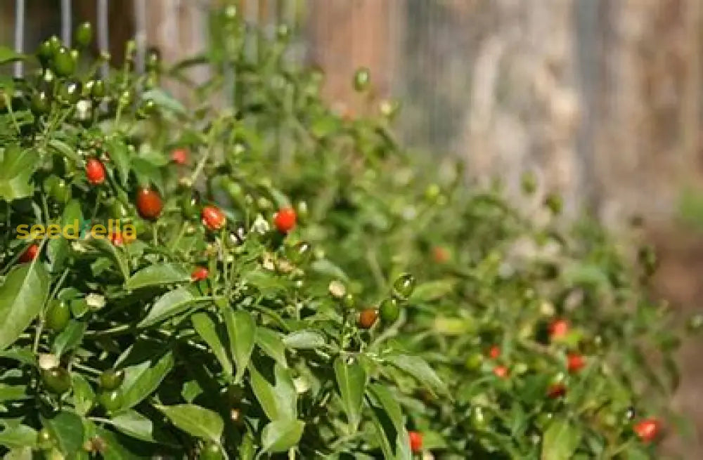 Texas Chiltepin Pepper Seeds For Planting